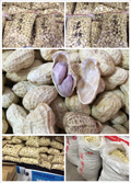 正宗福建闽西龙岩特产 五香花生 500g